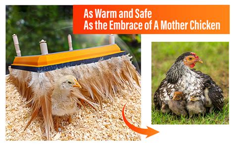 Image result for Battery Brooder