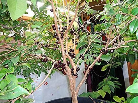 Buy Aiden Gardens Rare Dwarf Tropical Fruit Jaboticaba Plinia ...