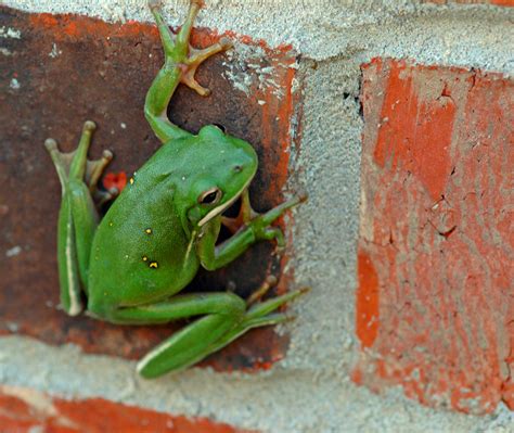 Image result for Minecraft Frog Base