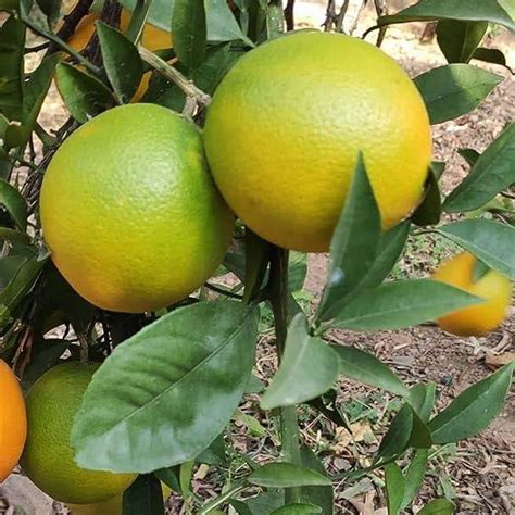MITU Vietnam Malta grafted Plant,1 Healthy Sweet Malta Lemon Plant ...