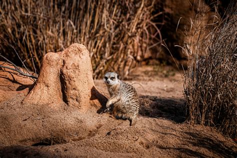 Safari Desktop 的图像结果