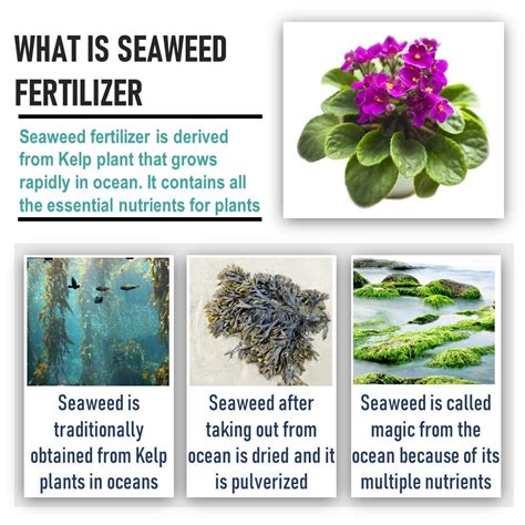 Buy Seaweed Flakes Powder With Essential Micro Nutrients at Best Price ...