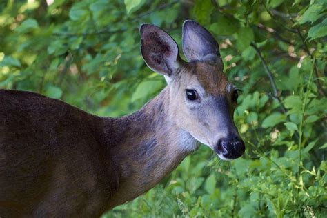 The Most Popular State Animals in the United States - Animals Around ...