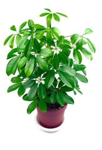Schefflera Tree Invasive Florida 的图像结果