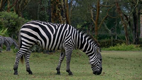 Closeup footage of zebra eating grass. Safari in kenya. Wild animals ...