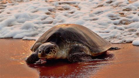 Madhya Pradesh wildlife crime racket smuggling endangered turtles via ...