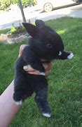 Image result for Spotted Bunnies