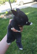 Image result for Pink BUNNIES Orchelans