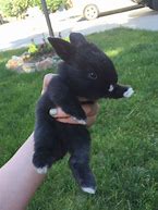 Image result for Bunnies in Bluey