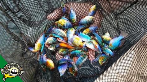 Java Tropical Fish Farm 的图像结果