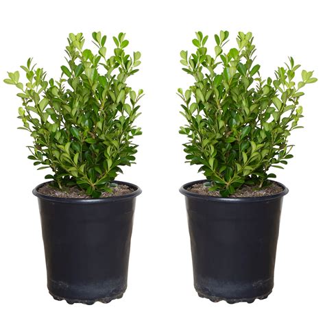Japanese Boxwood Hedge