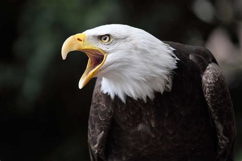 The Largest Bald Eagle Nest Ever Found in Southwestern Texas (15-foot ...