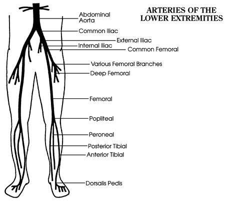 Lower Extremity Arterial Ultrasound Report Template at netvincentblog Blog