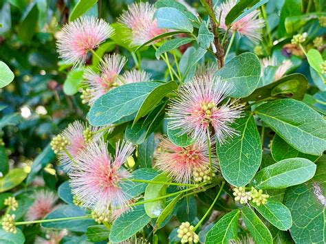 Florida Keys blackbead - Florida Wildflower Foundation