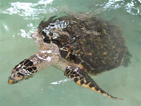 A day with the sea turtles at Our Turtle Conservation Project in ...