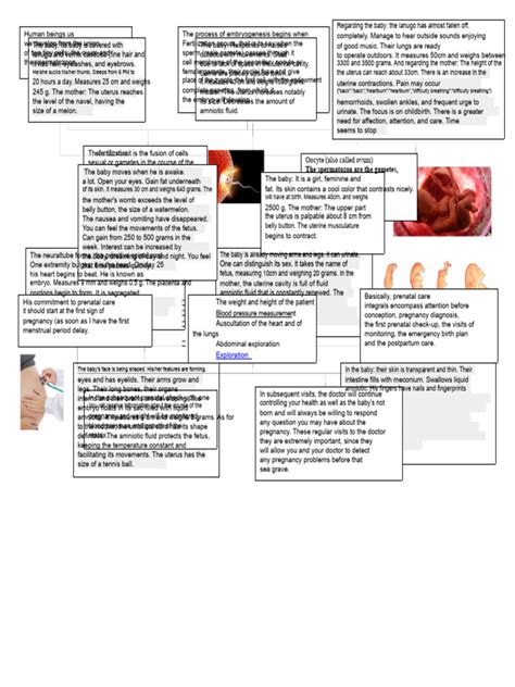 Image result for Human Fertilization Timeline