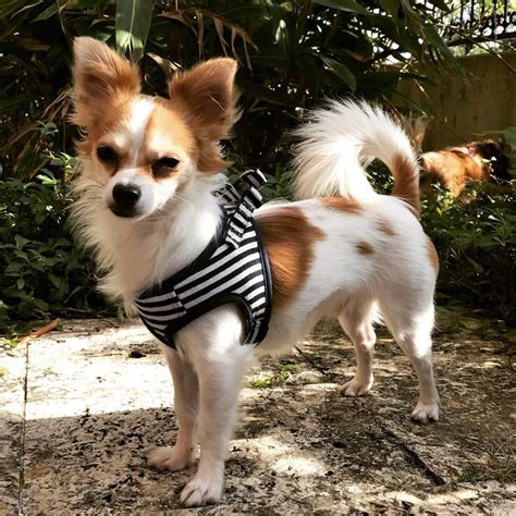 How Long do Chihuahuas Live For - 2022 Guide (with Tips)