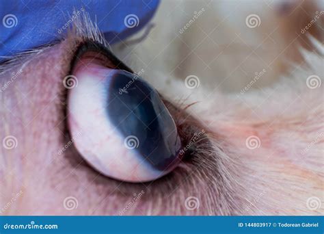 Eye of a Dog with Deep Corneal Ulcer Closeup Stock Image - Image of ...