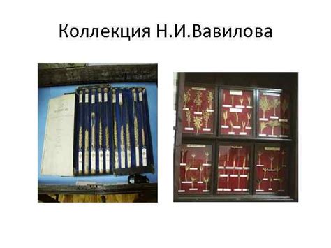 КРАСНО СОЛНЫШКО Работу выполнила ученица 7 А