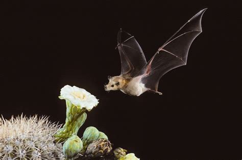 Image result for Bat Pollination