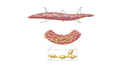 smooth muscle Diagram | Quizlet