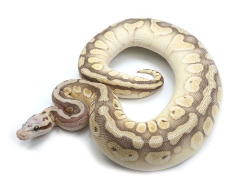 Image result for Ghost Clown Ball Python