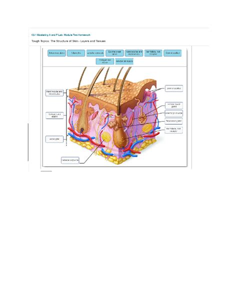 Doc1 - Layering skin - Mastering A and P Lab: Module Two Homework Tough ...