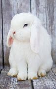 Image result for Holland Lop Rabbit Colors