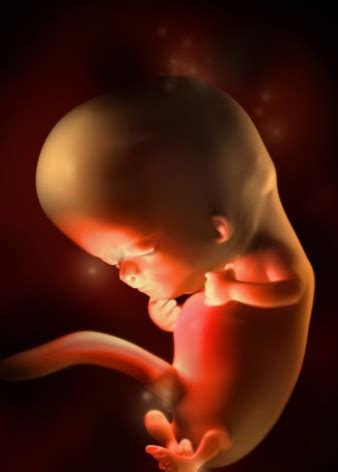 怀孕1-40周完整详细的胎儿发育过程图（彩色3D图） - 胎儿发育 - 第一宝宝育儿网