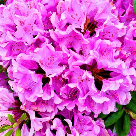 Roseum Elegans Rhododendron For Sale Online | The Tree Center