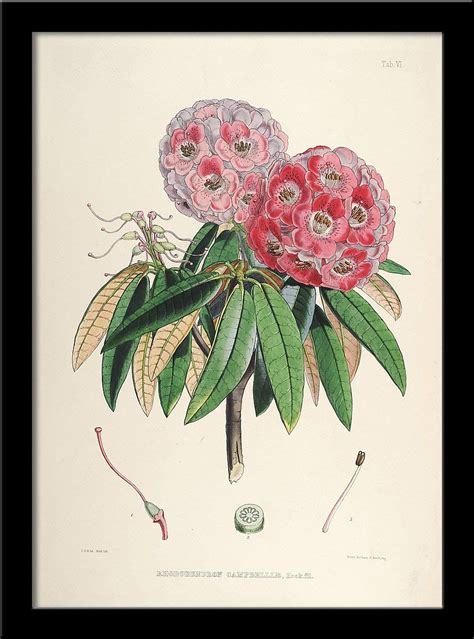 Tallenge -Rhododendrons of Sikkim-Himalaya 7 - Medium Framed Canvas ...