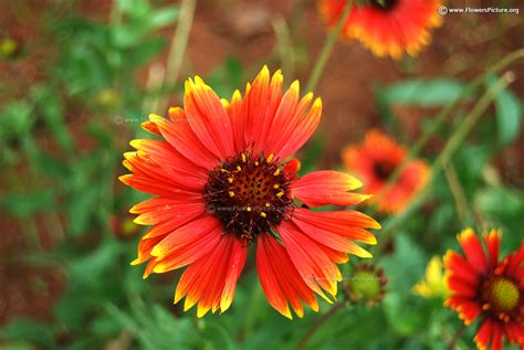 Red and Black Flowers | Red flower pictures and names