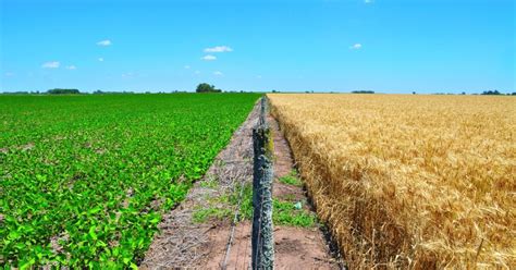 Argentina Agriculture 的图像结果