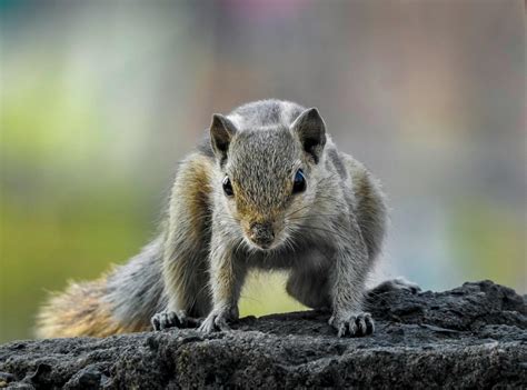 Can Squirrels Get Rabies Shots at Reyna Jones blog