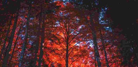 Where Do Chinar Trees Grow In India