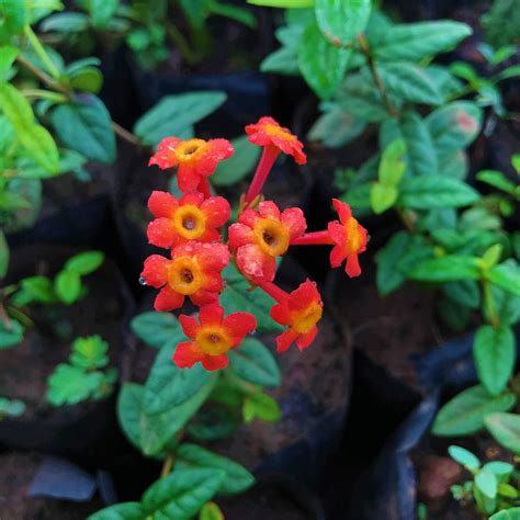 Buy Flowering Plants Online in India | Seasonal Blooms – myBageecha ...