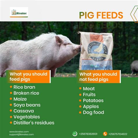 Pig Feeding Guide: Optimal Diets for Every Growth Stage