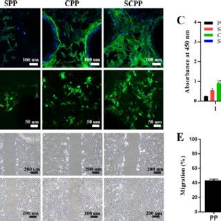 Image result for In Vitro Biocompatibility Test