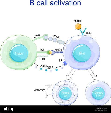 B cell activation. Antigen presentation. Plasma cells and Antibody ...