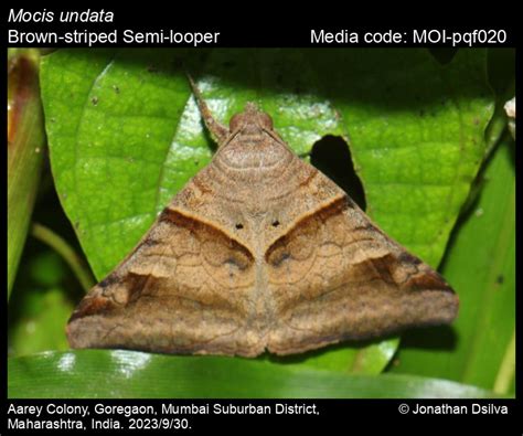 Mocis undata | Moths