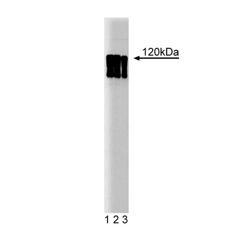 Purified Mouse Anti-Human HIF-1α