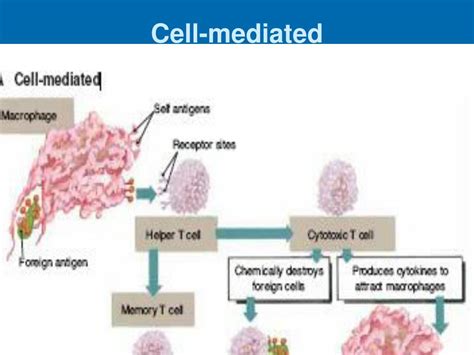 Image result for Understanding How Adaptive Immunity Works