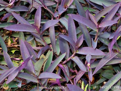Tradescantia Purple Heart Plant For Sale In India | Online plant nursery