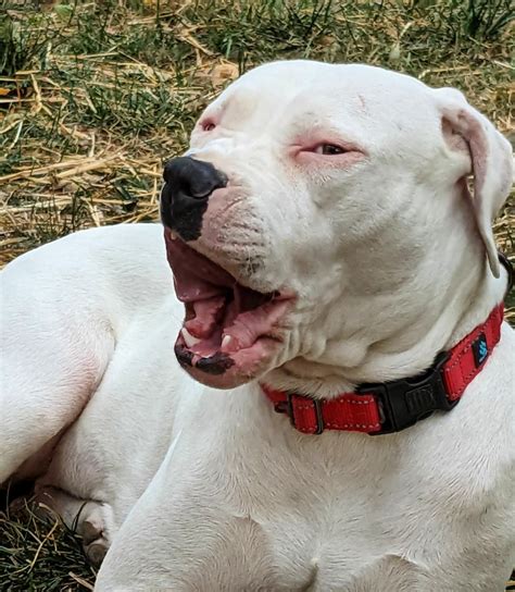 Image result for Boxer Mix Dogs