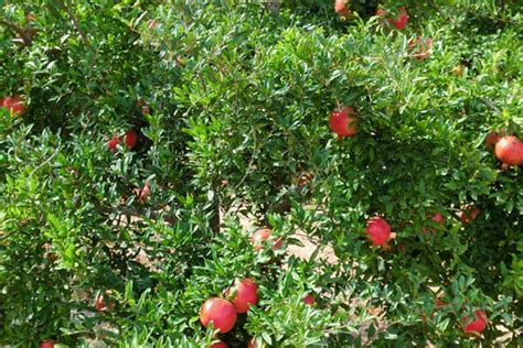 Granada mollar de elche ,propiedades de la naturaleza - | Campo de elche