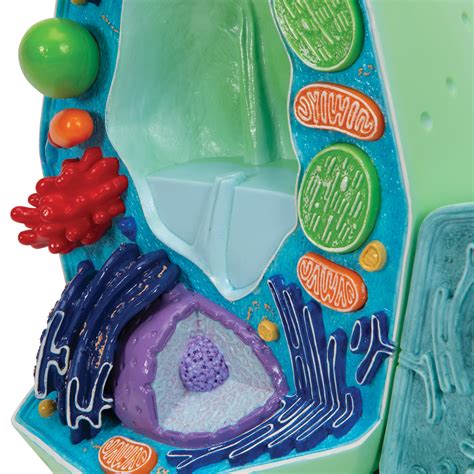 3d Plant Cell Models