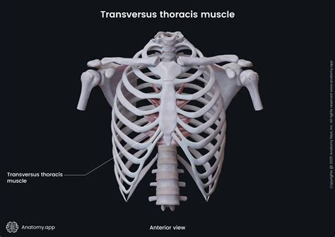 Transversus thoracis muscle | Anatomy.app