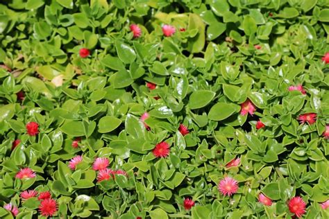 A Guide To Heartleaf Ice Plant Care + Solving Main Issues