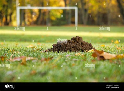 Natural Grass Field 的图像结果