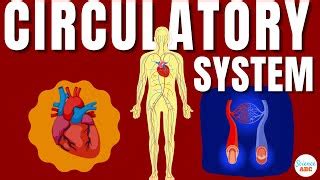 Image result for Cardiac System Explained Simple Beginners